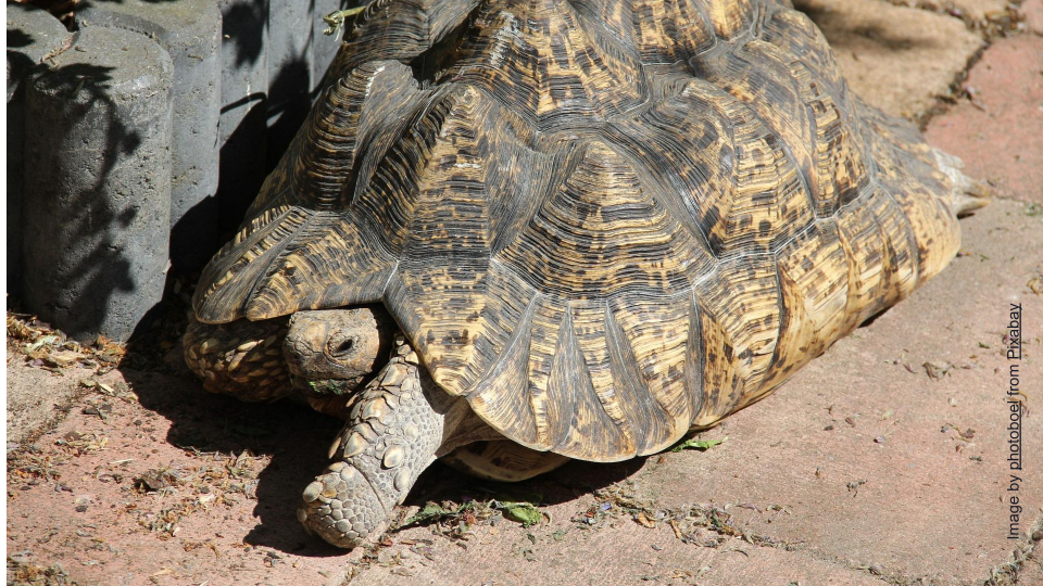 Tanzanian-Tortoise