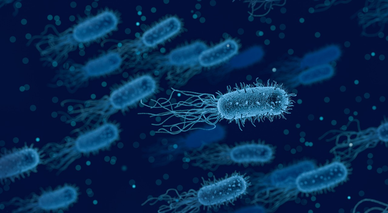 Bacteria by Arak Socha from Pixabay
