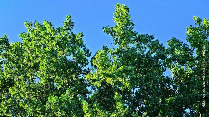 tree tops blue sky